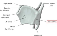 <p>An oblique line to which the strap muscles of the neck attach</p>