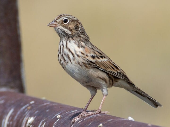 <p>vesper sparrow </p><p>all streaky <br>no distinct buff/chestnut/etc <br>very thin white eyering</p>