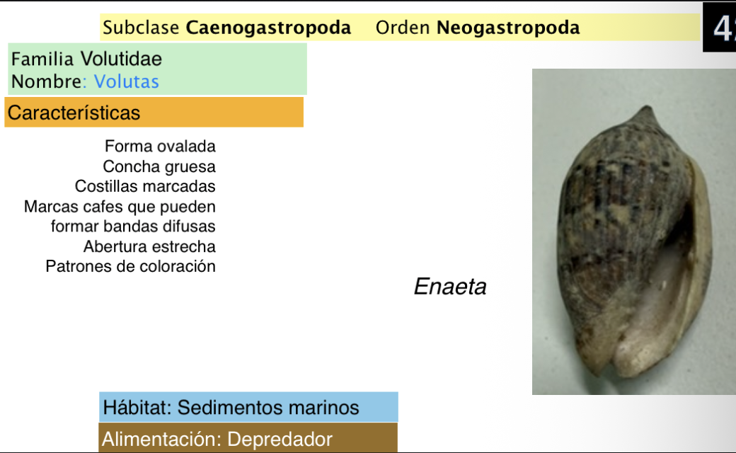 <p><strong>FILO </strong>Mollusca<strong><br>CLASE </strong>GASTROPODA<br><strong>SUBCLASE </strong>Caenogastropoda</p><p><strong>ORDEN </strong>Neogastropoda<br><strong>FAMILIA </strong>Volutidae<br><strong>NOMBRE COMÚN </strong>Volutas<strong> <br>CARACTERÍSTICAS </strong><br><strong>RÁDULA <br>ALIMENTACIÓN </strong>Depredador<strong><br>HÁBITAT </strong>Sedimentos marinos</p>