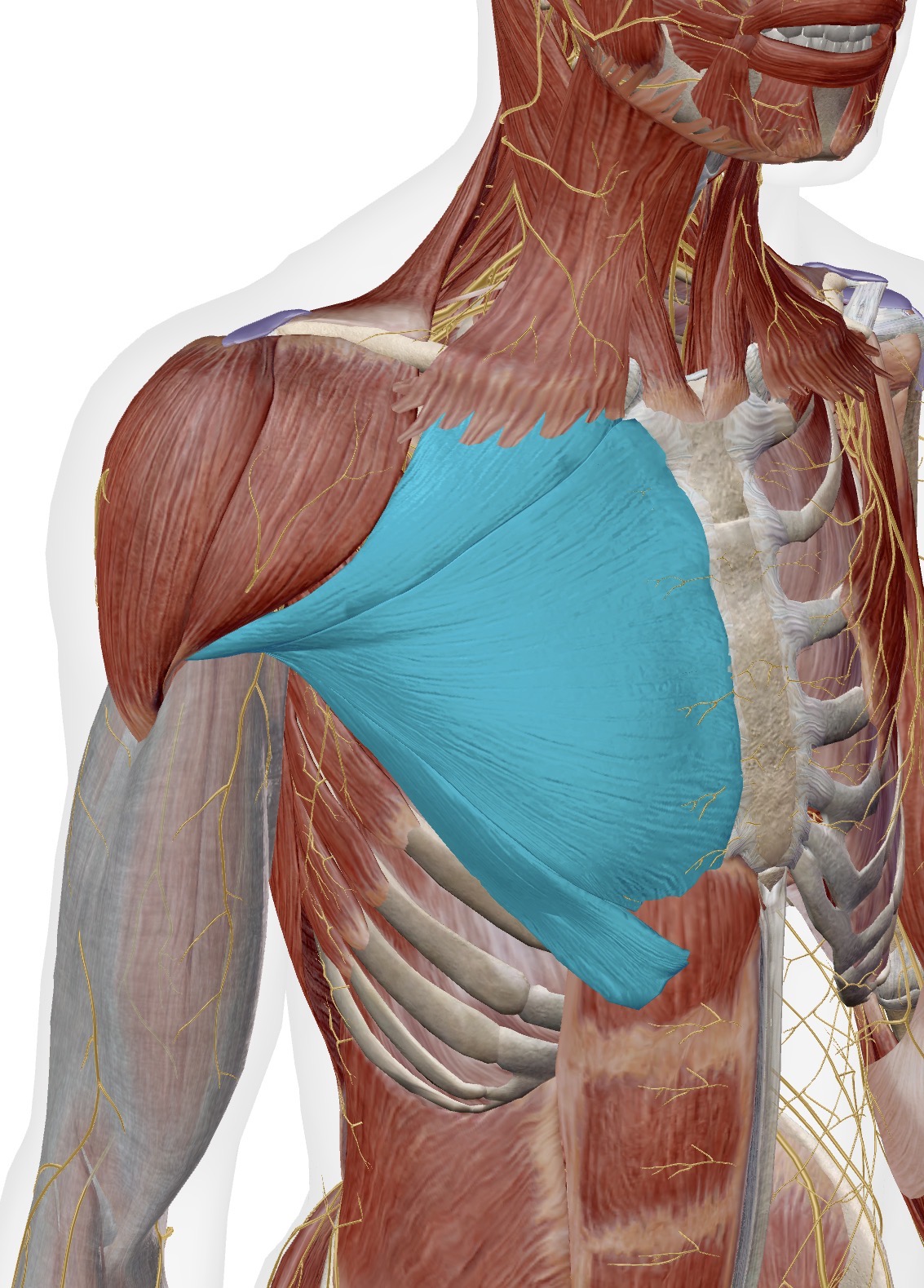 <p>Muscle, Innervation, Action </p>