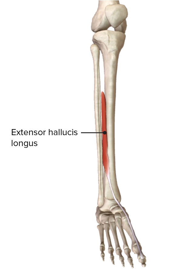 <p>Ankle - dorsal flexion </p><p>Foot - supination (adduction, inversion, and plantar flexion)</p><p>Toe - extension of 1st toe</p>