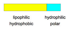<p>compounds with polar and nonpolar parts</p>