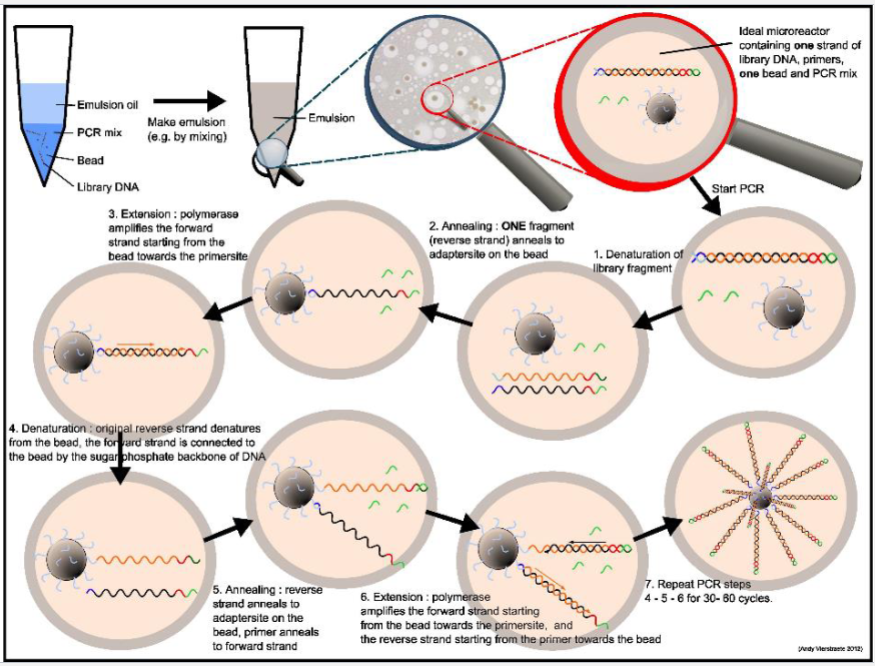 <p>• Tumour tissue sample</p><p>• Extract DNA</p><p>• Create a DNA (RNA sometimes) library</p><p>• Amplify the library on beads</p><p>• Sequence from the beads</p>