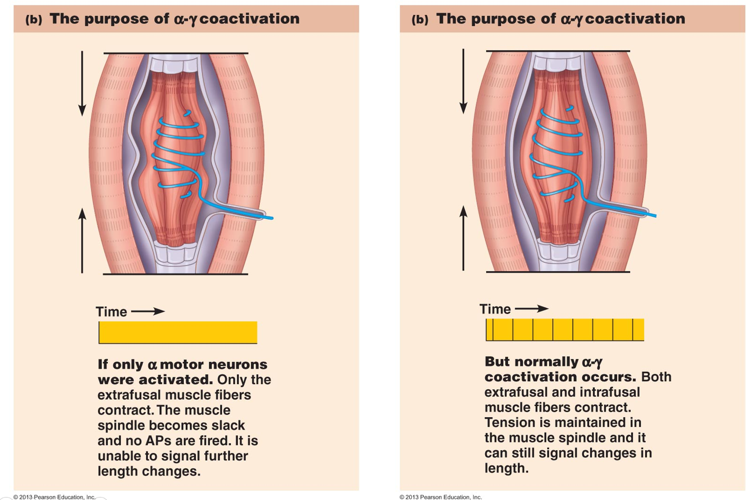 <ul><li><p><span style="background-color: transparent;">Detect changes in muscle length, even when muscle is partially contracted</span></p></li><li><p><span style="background-color: transparent;">Monitor if the muscle (extrafusal fibers) shortened as commanded</span></p><ul><li><p><span style="background-color: transparent;">A feedback mechanism to determine if recruitment is needed</span></p></li></ul></li></ul><p></p>