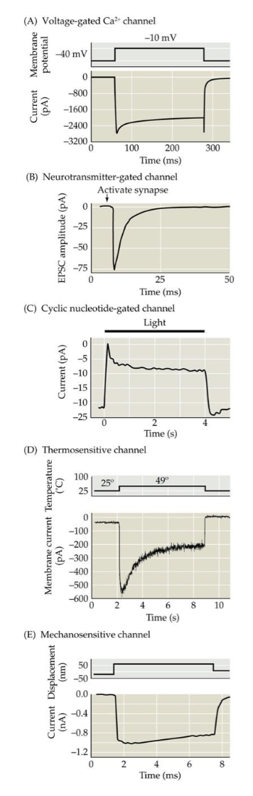 <p>5 types of channel gating stimuli</p>