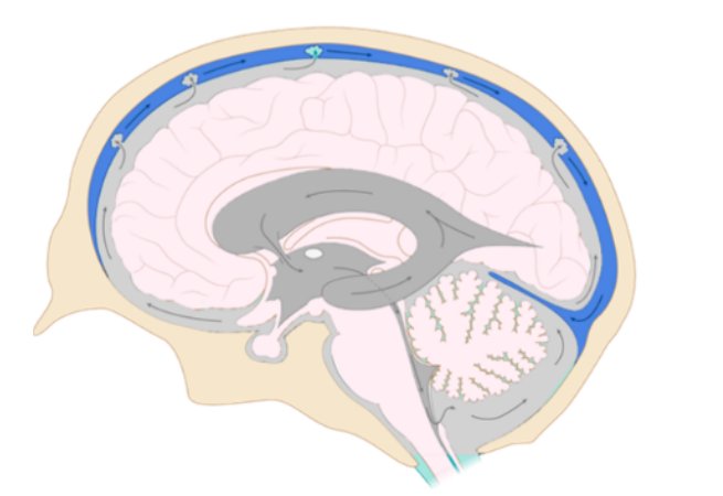 <p><strong>First</strong>: Providing a Buoyancy effect to the brain, and spinal cord, as these structures are suspended by the CSF. These structures weigh less when surrounded by CSF. </p><p><strong>Second</strong>: CSF also provides support and protection to the CNS, acting as shock absorber. </p><p><strong>Third</strong>: CSF also serves as a medium for the transport of nutrients, waste, dissolved gases and other substances</p>