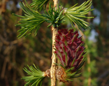 <p>Geef het geslacht.</p>