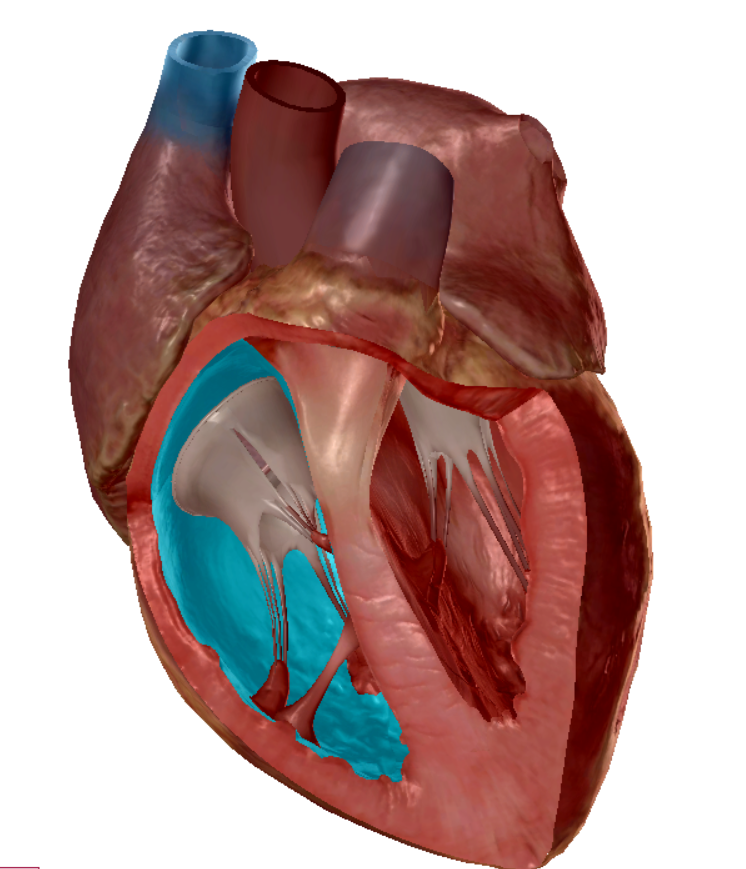 term image
