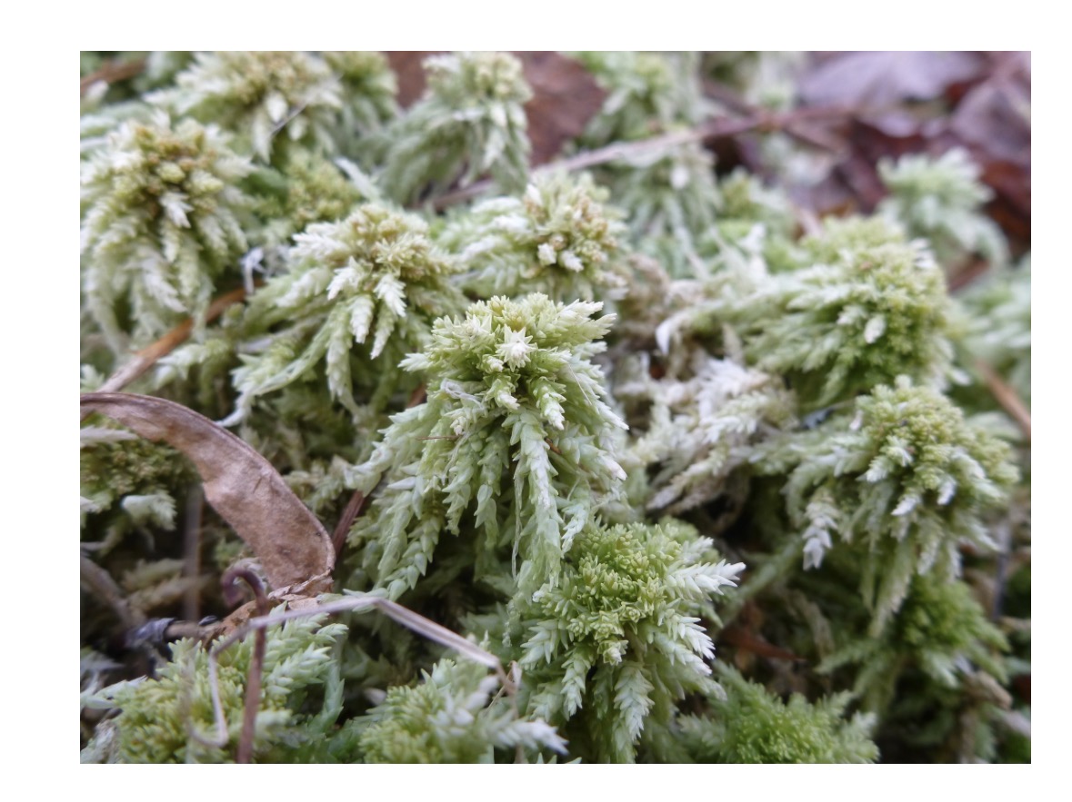 <p>What feature allows you to know this</p>