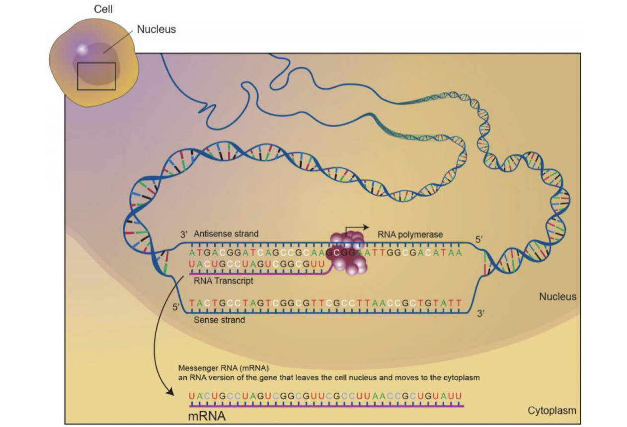 <p>Which strand has the sequence complementary to the RNA transcript?</p>