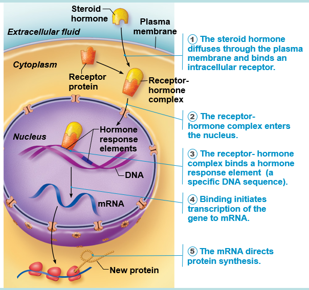 <p>steroid and thyroid hormones</p>