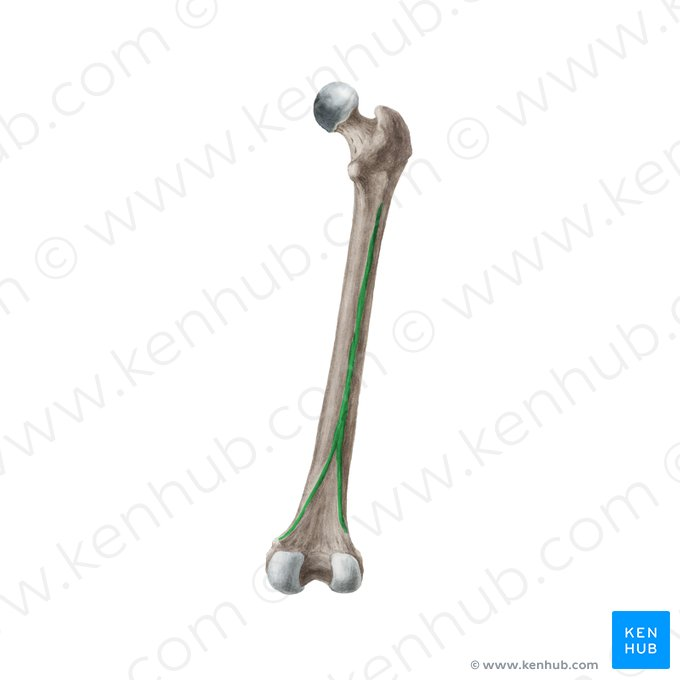<p>A prominent longitudinal ridge located on the posterior surface of the femur shaft, providing attachment for muscles and contributing to the femur's structural strength. </p>