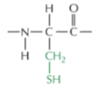 <p>Nonpolar</p><ul><li><p>makes disulfide bonds</p></li></ul><p></p>