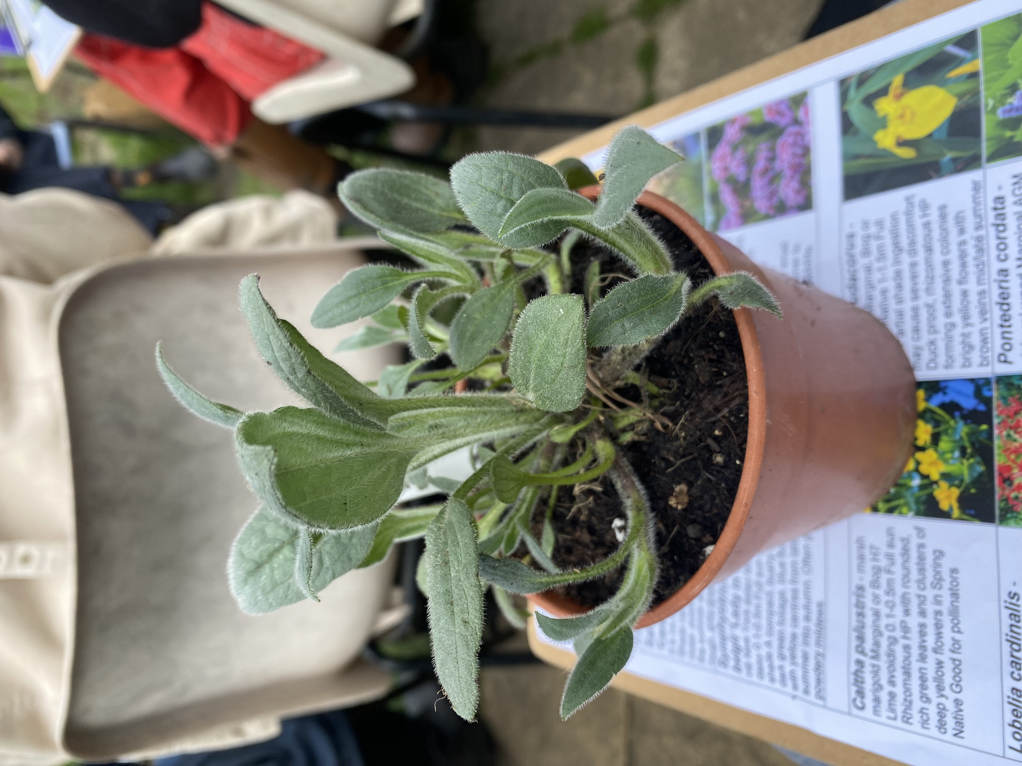 <p>Deam’s coneflower Latin name</p>