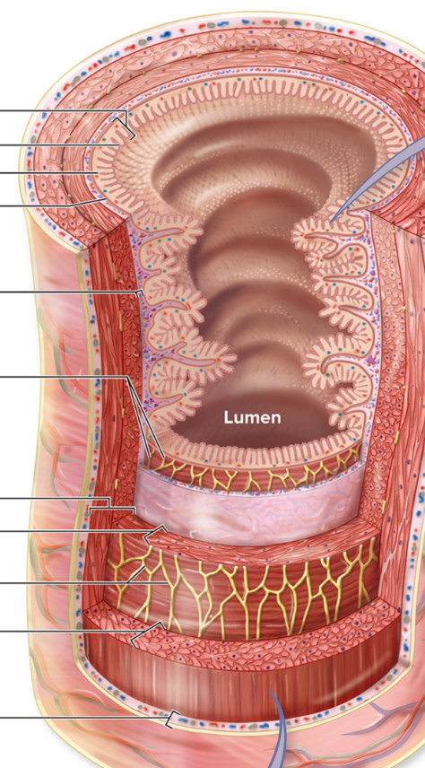 <p>Identify the layers from internal to external</p>