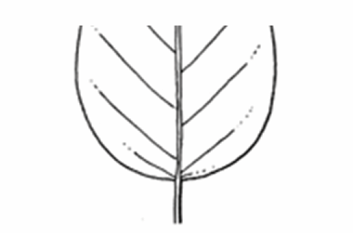 <p>A leaf base that is curved or circular in shape.</p>