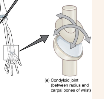 <p>Flexion extension abduction adduction; between radius and carpals</p>