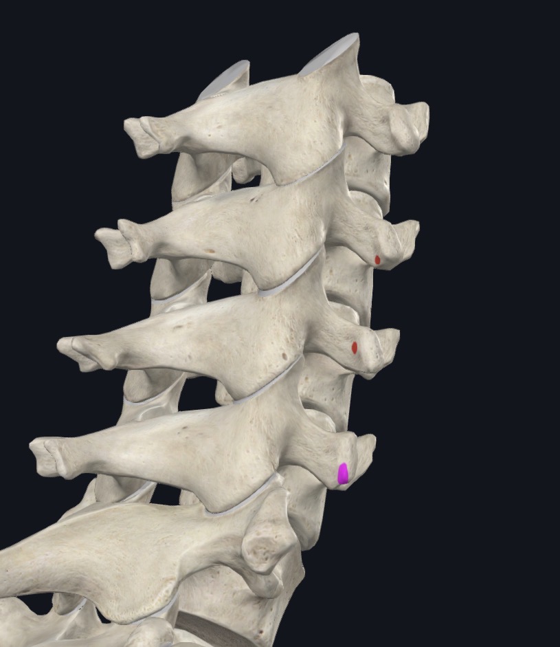 <p>Post. tubercles of TP of C5-C7</p>
