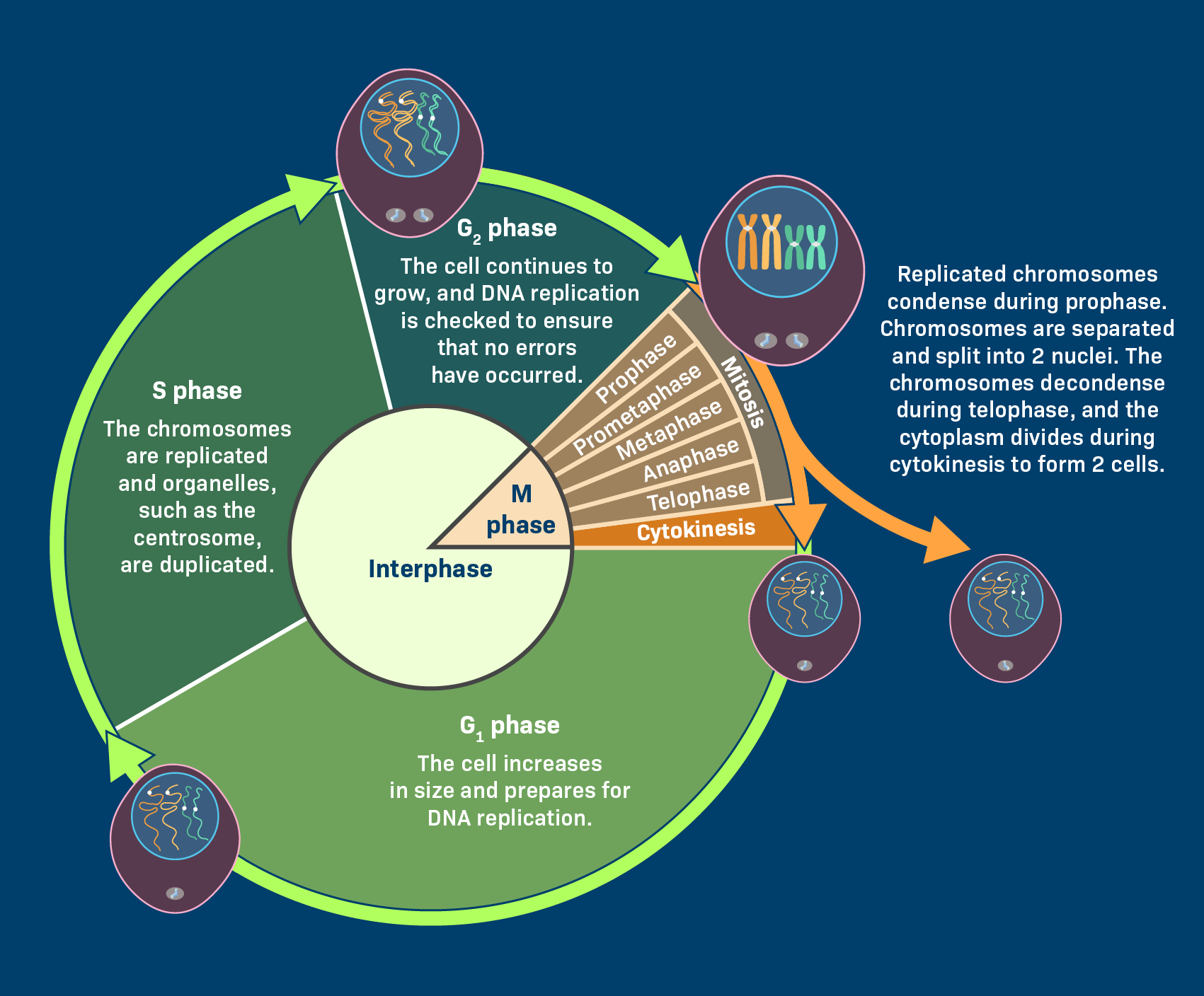 <p><span>G2 phase is when the cell </span><strong>finishes growing, checks DNA for errors, and prepares for mitosis</strong></p>