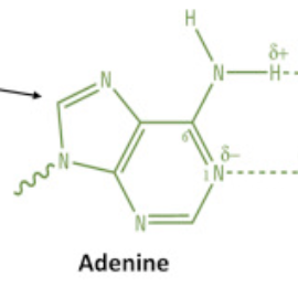 <p>adenine</p><p>purine</p>