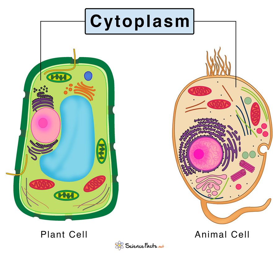 <ul><li><p><strong><u>Structure</u></strong><span>:</span></p><ul><li><p><span>Gel-like substance where all organelles are suspended in; mainly composed of water, protein, salts</span></p></li><li><p><span>Fills the inside of both prokaryotic and eukaryotic cells</span><br></p></li></ul></li><li><p><strong><u>Function</u></strong><span>:</span></p><ul><li><p><span>Acts as a medium for all cell functions</span></p></li><li><p><span>Helps in the movement of cellular matter in the cell</span></p></li><li><p><span>Provides interior shape to the cell</span><br></p></li></ul></li><li><p><strong><u>Found in</u></strong><span>:</span></p><ul><li><p><span>Both</span><br></p></li></ul></li><li><p><strong><u>Similar to:</u></strong></p><ul><li><p><span>Water in a swimming pool; swimmers are the organelles</span></p></li></ul></li></ul><p></p>