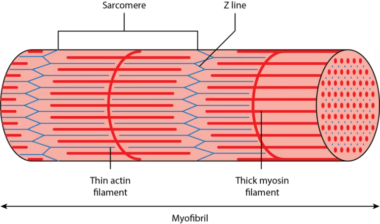 <p>consists of actin only</p>