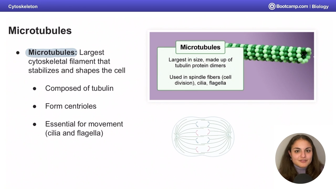 <p>Largest cytoskeletal filaments that stabilize and shape the cell</p>
