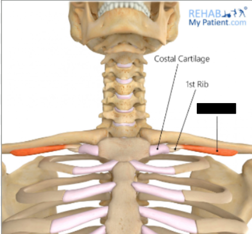 <p><strong>First rib and its costal cartilage</strong></p>