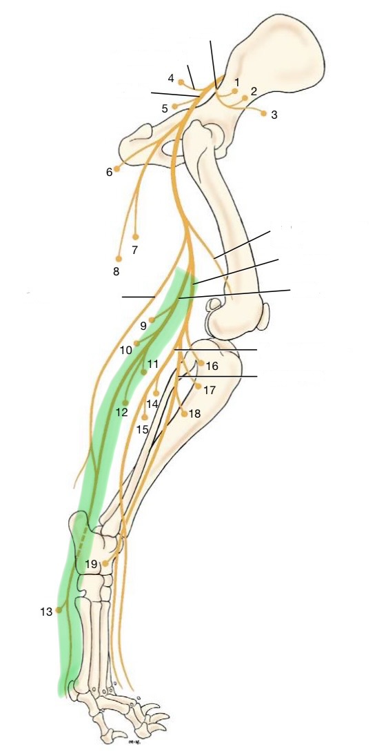 <p>originates from L7 &amp; S1</p><p>caudal portion of the sciatic</p><p>innervates:</p><ul><li><p>tarsus extensors &amp; digital flexors</p><ul><li><p>gastrocnemius</p></li><li><p>superficial digital flexor</p></li><li><p>deep digital flexor</p></li></ul></li></ul><p></p>