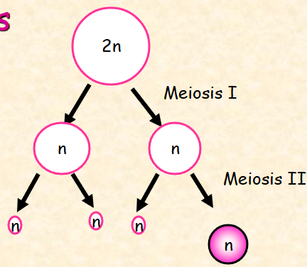 <p>The form of meiosis that produces egg cells is called ________, which produces _____ non-functional polar bodies and only ____ functional egg. </p>