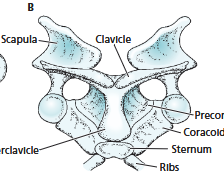 <ul><li><p>lack teeth, lacrimal bone, and auditory bullae</p></li><li><p>small or absent jugal</p></li><li><p>complex pectoral girdle (has extra elements) (pictured)</p></li><li><p>only extant mammals that are oviparous (egg-laying)</p></li><li><p>mammary glands but no teats</p></li></ul><p></p>
