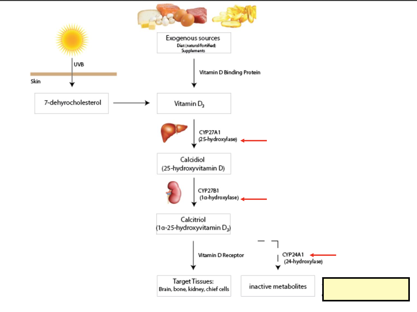 <p>how is vitamin d metabolized</p>