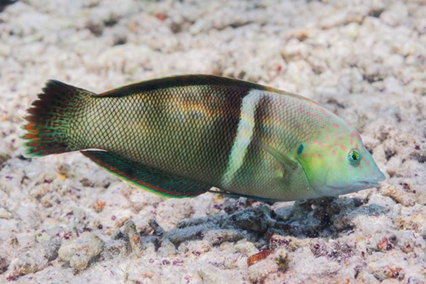 <p>Coris aygula</p>
