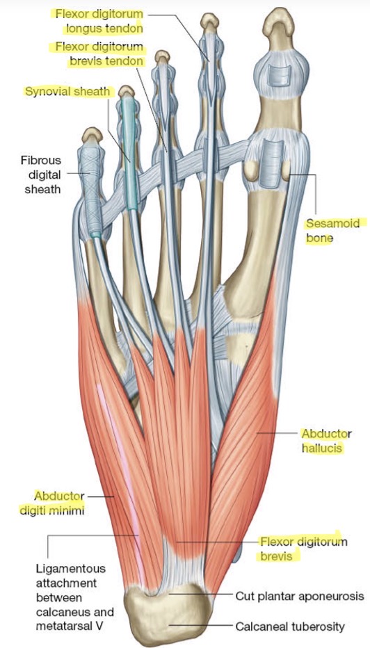 <ul><li><p>m. Abductor digiti minimi pedis</p></li><li><p>M. Flexor digitorum brevis</p></li><li><p>M. Abductor hallucis</p></li></ul><p></p>
