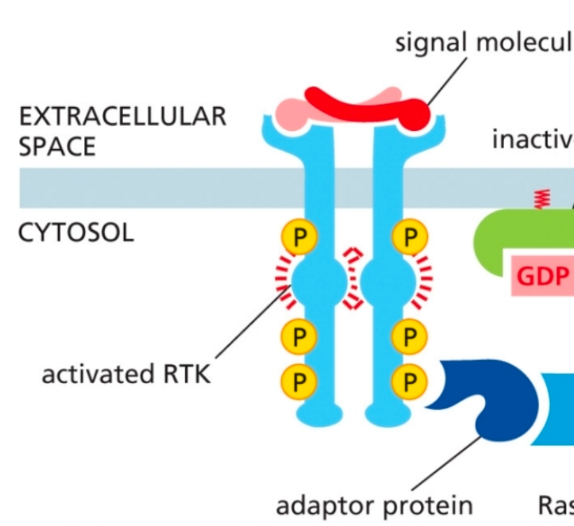 <p>Adaptor proteins are recruited to the receptor</p><ul><li><p>GRB<sub>2</sub> (via its SH<sub>2</sub> domain)</p></li></ul><p></p>