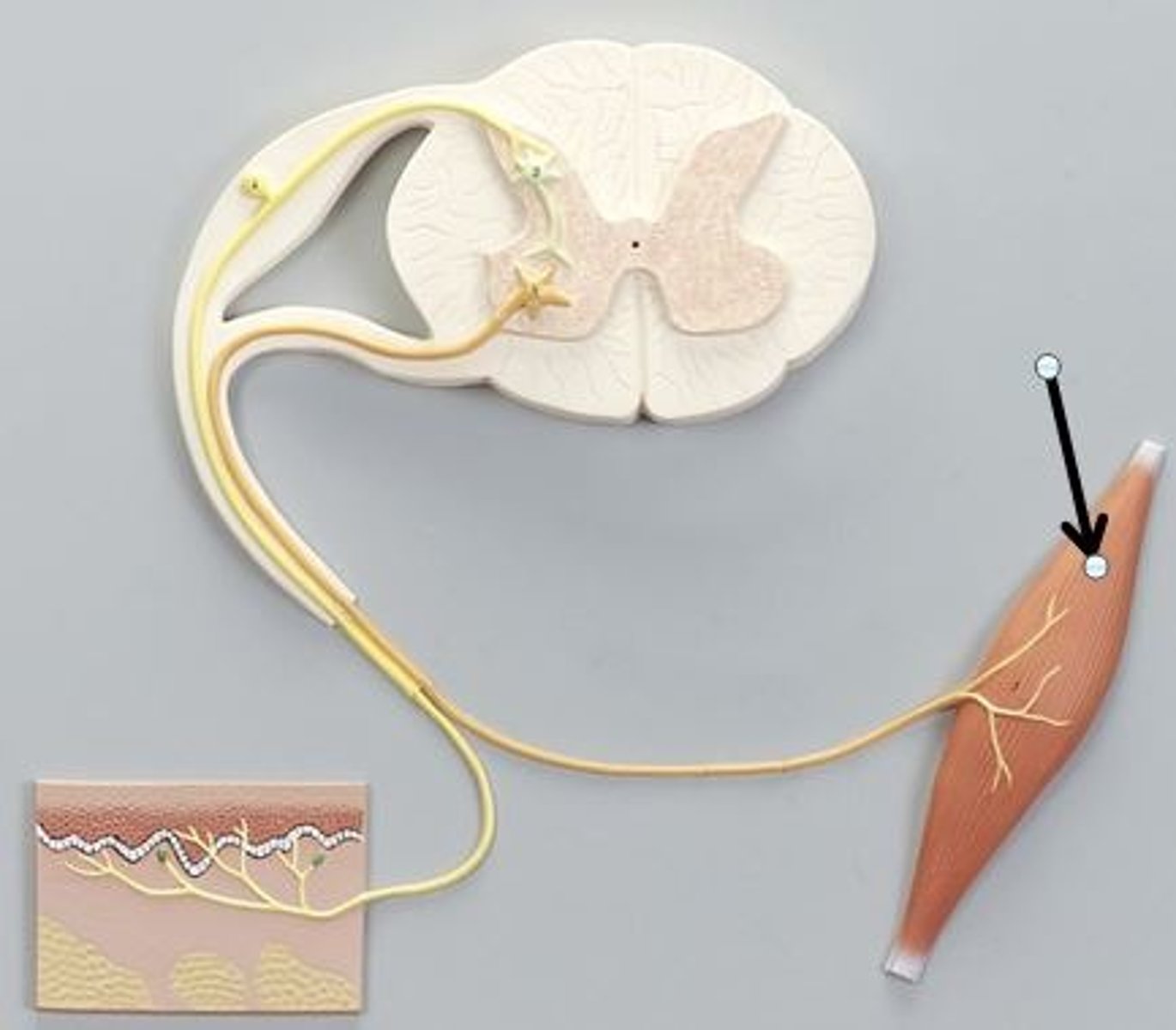 <p>Identify this structure of a reflex arc (be specific).</p>