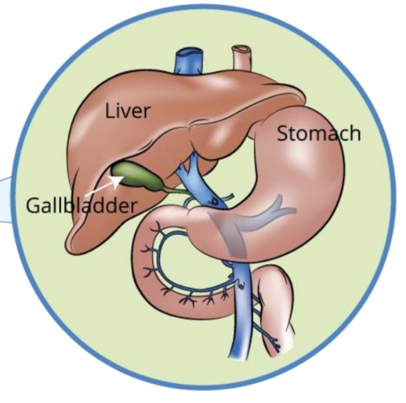 <p>What is the function and chemical contributions of the Liver?</p>
