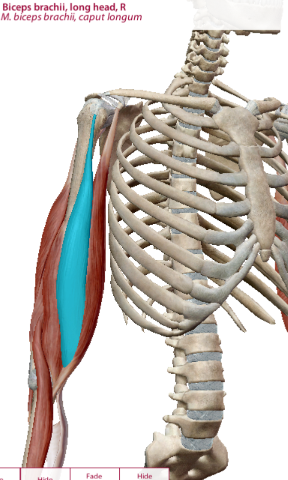<p>long head of bicep brachii action</p>