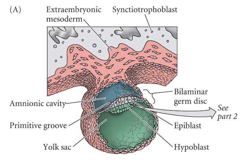 <p>-2 layers</p><p>-not spherical like amphibians, more flat out</p><p>-mesoderm invaginating btwn endoderm and ectoderm still</p>