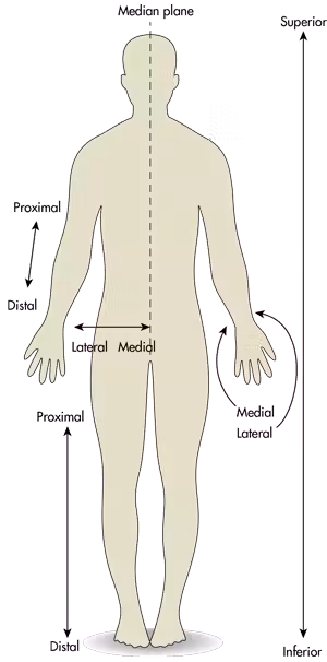 <p>Proximal</p>