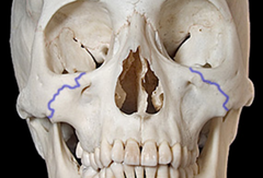 <p>identify the structure:</p>