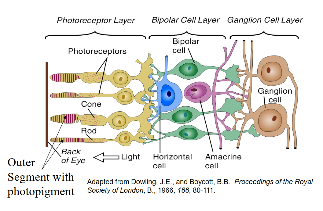 <p>photopigments</p>