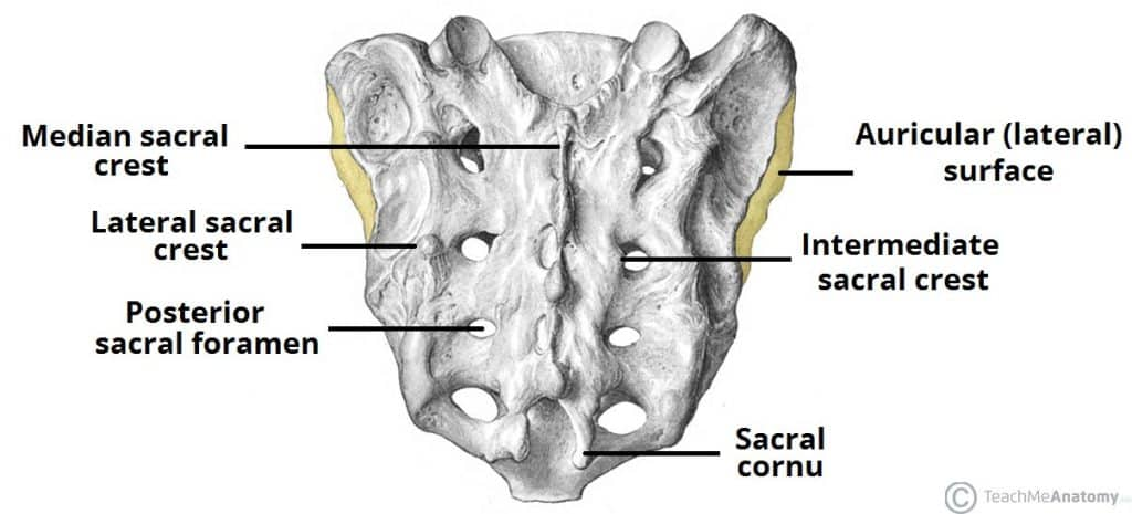 <p>Medial Sacral Crest</p>