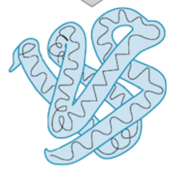 <p>polypeptide fold, forming specific shapes </p>