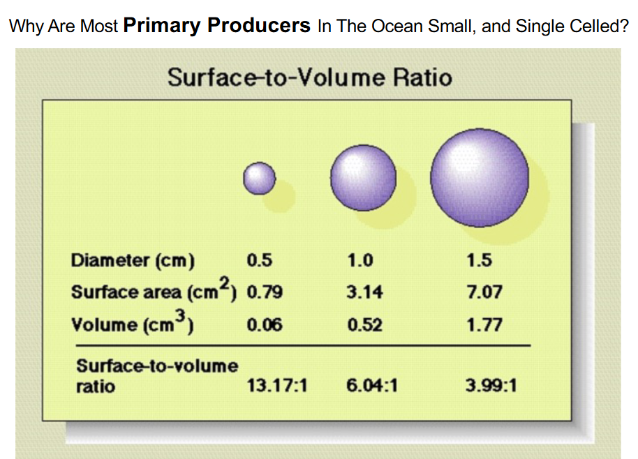 <p>-they need to be buoyant to easily float and remain in the photic zone for photosynthesis</p><p>-they want to have a higher surface to volume ratio to maximize their surface area for photosynthesis while also having a small volume to remain buoyant</p>
