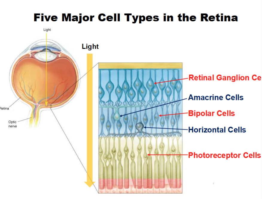 <p><strong><u>Overall</u></strong></p><ul><li><p>Neural tissue lining back of eye</p></li><li><p>Site of phototransduction</p></li></ul><p></p><p><strong><u>Five Major Retinal Cell Types</u></strong></p><ol><li><p>Photoreceptor cells (rods and cones)- where phototransduction occurs</p></li><li><p>Bipolar cells</p></li><li><p>Retinal ganglion cells</p></li><li><p>Horizontal cells</p></li><li><p>Amacrine cells</p></li></ol><p></p><p><strong><u>Retinal Information Linear and Lateral Pathway combined:</u></strong></p><ol><li><p>Light enters eye</p></li><li><p>Photoreceptors detect the light, begin phototransduction</p></li><li><p>Horizontal cells connect neighboring photoreceptors (compare, enhance contrast, and sharpen edges)</p></li><li><p>Bipolar Cells relay information and sends forward</p></li><li><p>Amacrine cells modify timing and regulate motion processing</p></li><li><p>RGCs axons from optic nerve and carry visual information to the brain</p></li></ol><p></p>