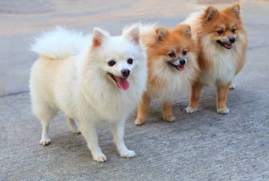 <p>Pomeranian</p>
