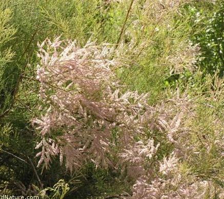 <p>Chemical Control </p><ul><li><p>Arsenal applied July‐Sept</p></li></ul><p>Must revegetate with desirable species</p><p>Followup with control of regrowth</p>