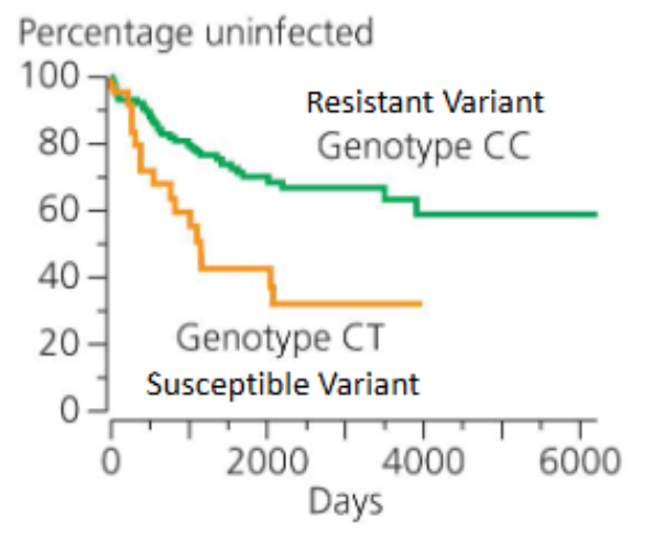 <p>What can we say about the continued persistence/evolution of HIV in human? Discuss the following:</p><p>The evolution of a benign strain.</p><p>The delta-32 allele</p>