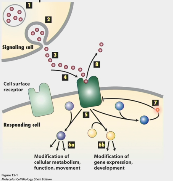 <ul><li><p>type of communication between cells</p></li><li><p>signals are received by cell surface receptors</p><ul><li><p>usually chemicals that are soluble so they can be transported through blood</p></li><li><p>receptors help signals cross lipid bilayer and transduce to interior of cell</p></li></ul></li><li><p>signals <strong>change internal state of cell</strong>:</p><ul><li><p>modification of cellular metabolism, function, movement</p></li><li><p>OR modification of gene expression, development</p></li></ul></li><li><p>cellular response can be short-term OR long-term</p><ul><li><p><u>short-term</u> = rapidly executed, rapidly inactivated, NOT “all or nothing”</p></li><li><p><u>long-term</u> = time frame is less critical, “decision” is more critical, developmental, signals can determine cell fate</p></li></ul></li><li><p>property of ligand binding to receptors according to chemical equilibrium</p></li><li><p><strong>competitive balance </strong>between stimulation and inhibition</p></li></ul><p></p>